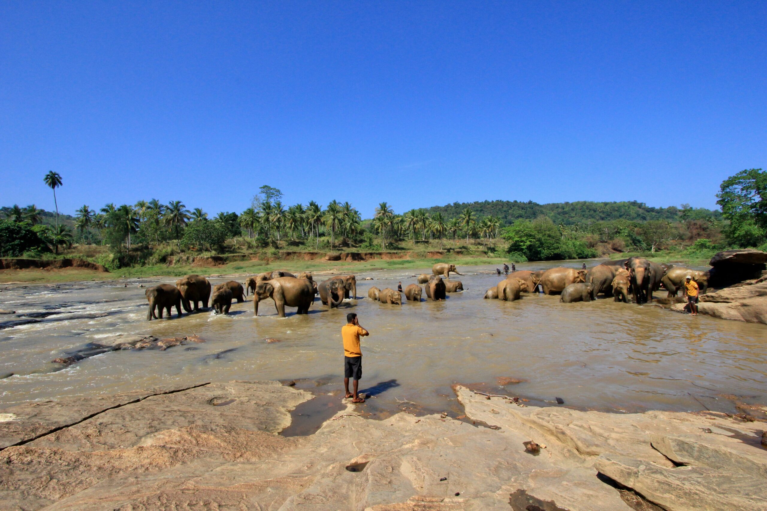 Pinnawala-Elephant-Orphanage-2-scaled