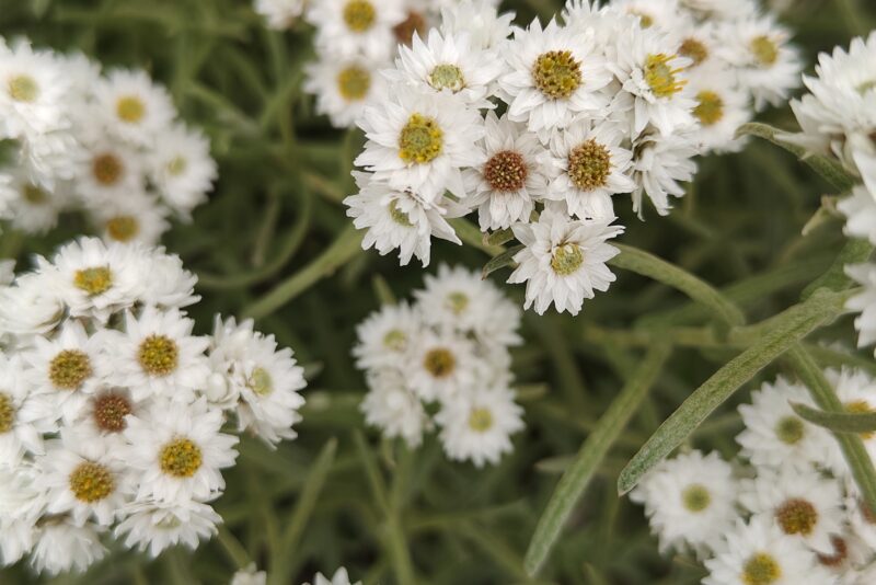 valley-of-flower-trek-2