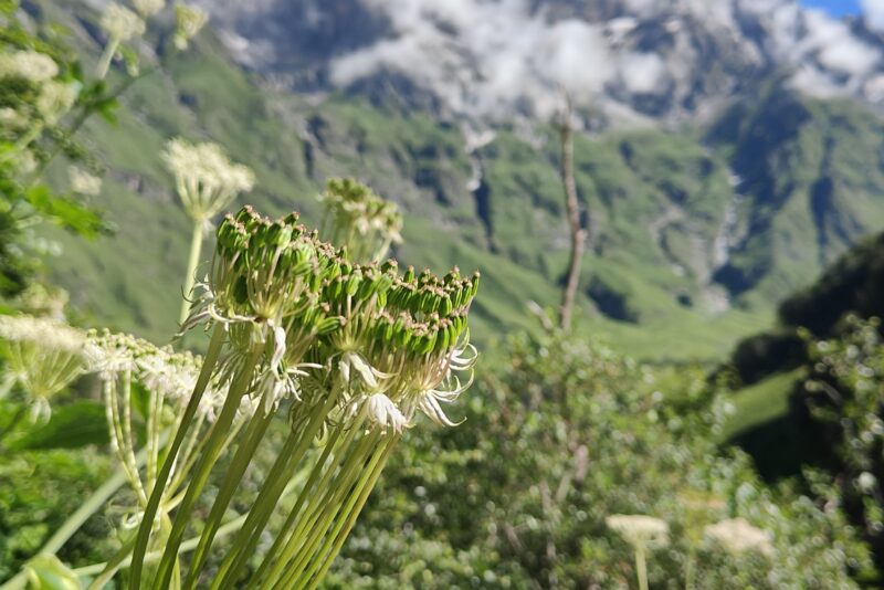 valley-of-flower-trek
