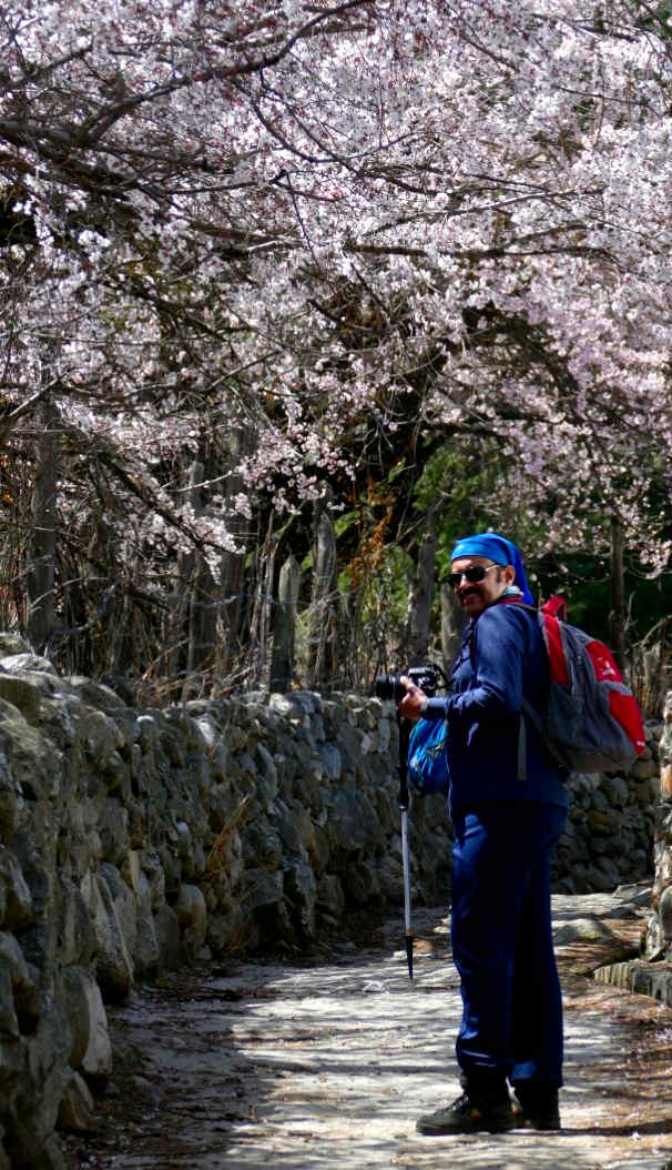 In March, the trees are laden with Apple blossoms in Sangla. 