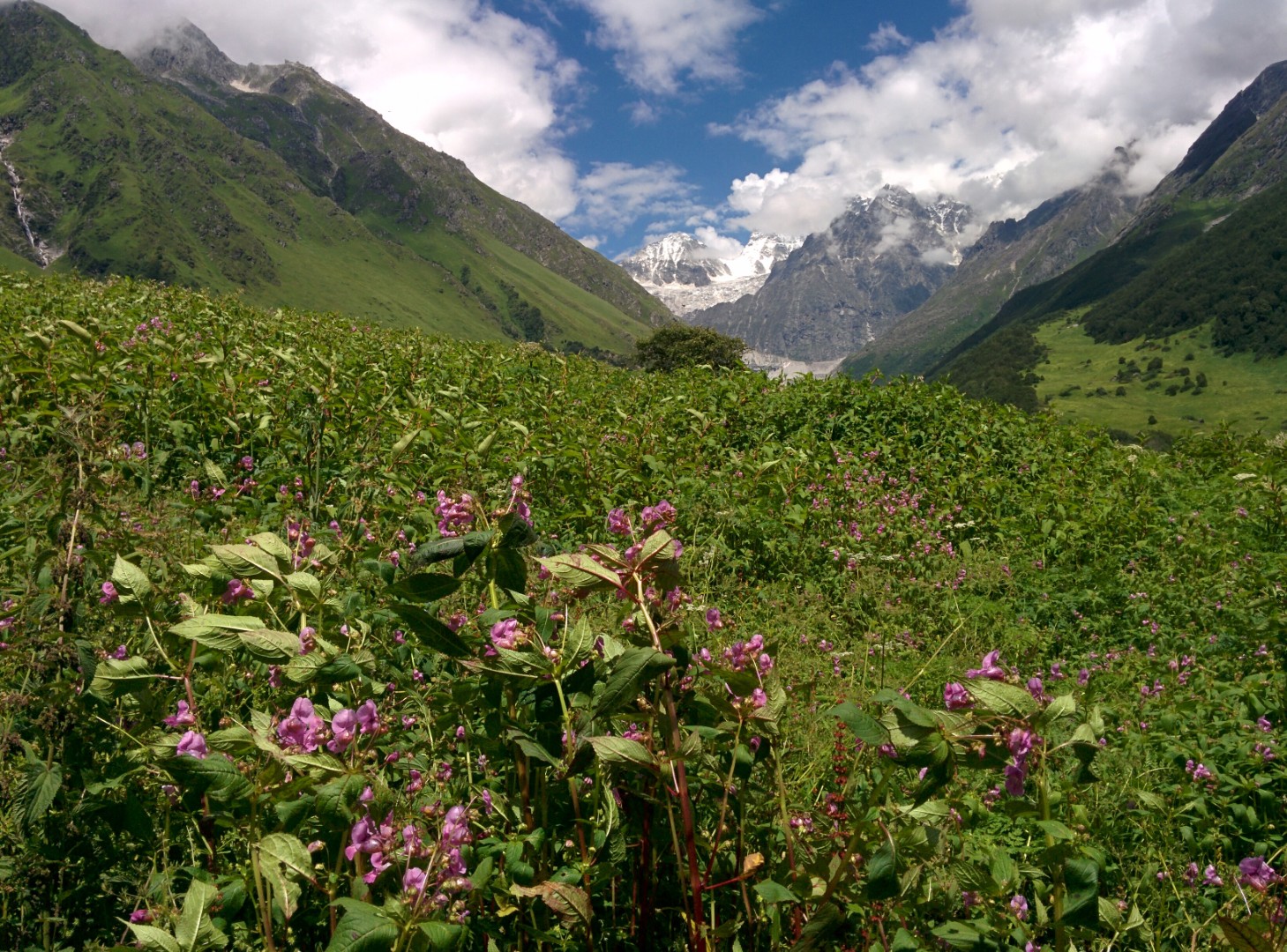 Valley Of Flowers Landscape