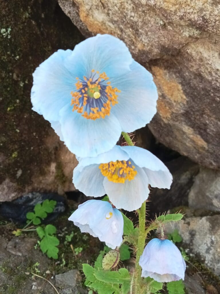 Close-up of a rare blue poppy blooming in the Valley of Flowers