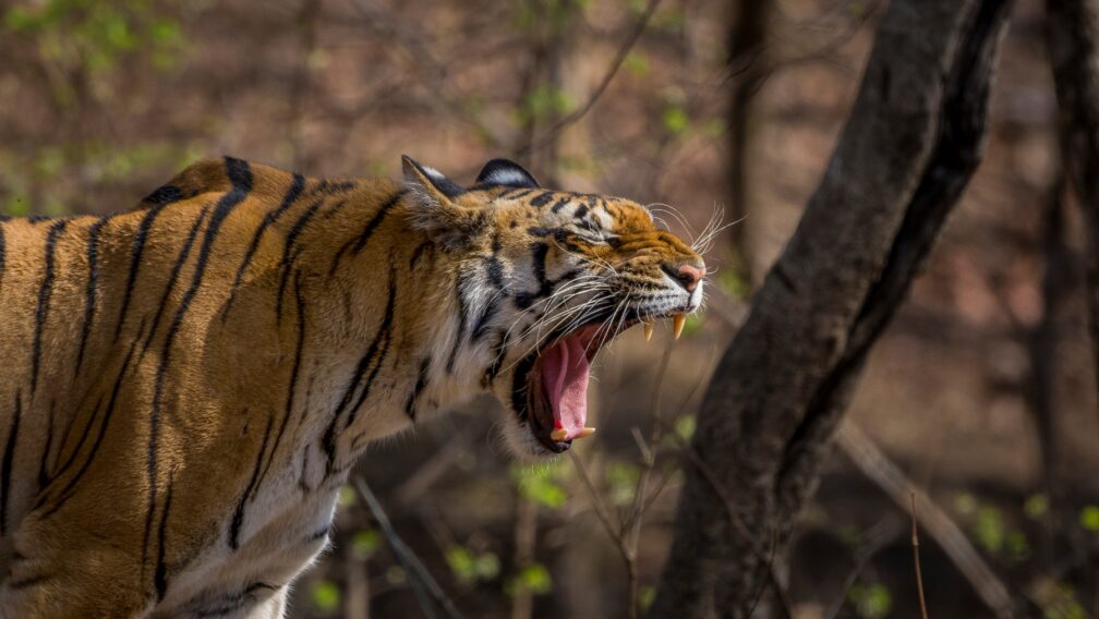 Staycations – Work from Wilderness