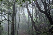 Monsoon Magic at Binsar Wildlife Sanctuary