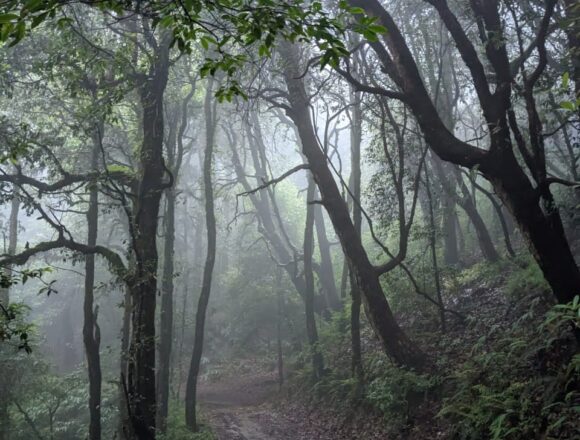 Monsoon Magic at Binsar Wildlife Sanctuary