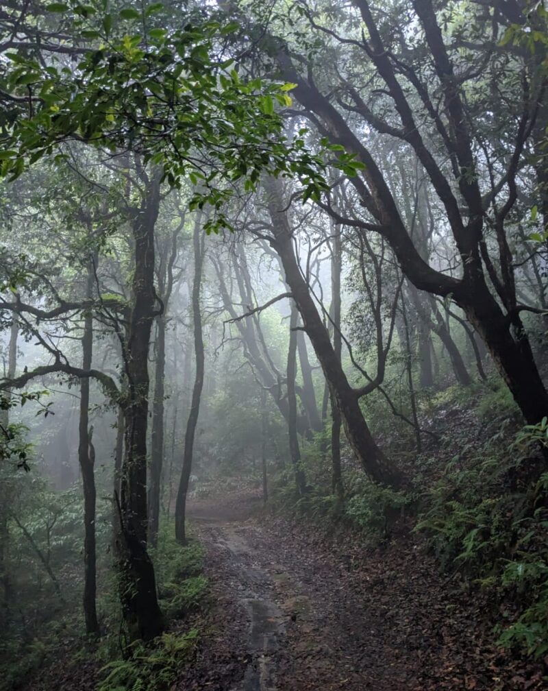 Monsoon Magic at Binsar Wildlife Sanctuary