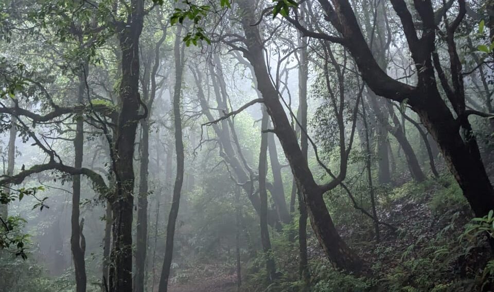 Monsoon Magic at Binsar Wildlife Sanctuary