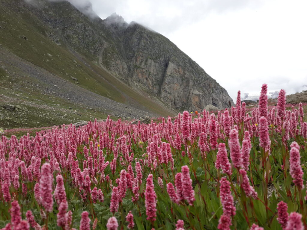 Meadows bursting with wildflowers — a painter’s palette laid across the valley floor