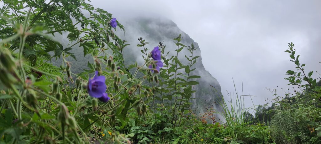 Up close with Himalayan bellflowers—wild beauty framed by clouds and cliffs