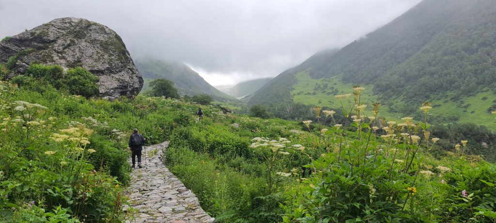 A peaceful walk through the Valley of Flowers—lush greenery, wild blooms, and cloud-kissed peaks.