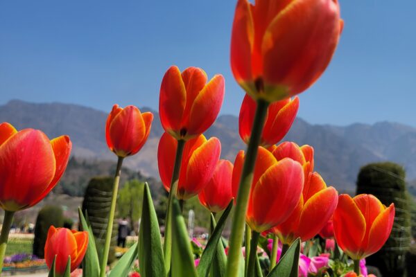 Kashmir in Bloom – Tulips, Snow & Signature Himalayan Hikes