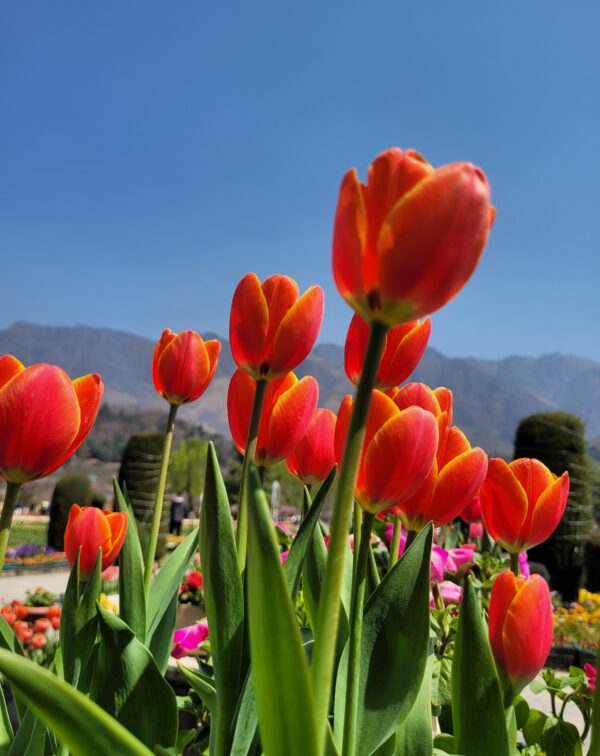 Kashmir in Bloom – Tulips, Snow & Signature Himalayan Hikes