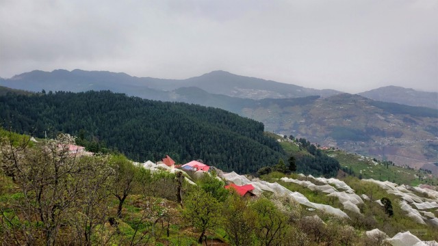 The net-covered Orchards of Apples in Thanedar / Kotgarh, Himachal Pradesh. Image Credit : Amar Gore