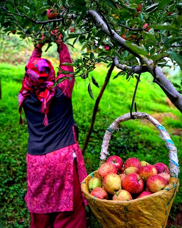 A regular site during The Apple Tour To Himachal Pradesh, a lady plucking the Apples from the trees