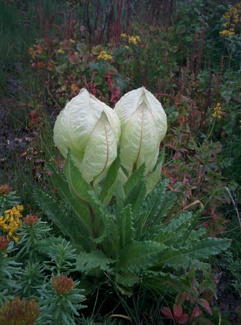 Brahma Kamal Flower at Hemkund Image : Abhay Ghanekar