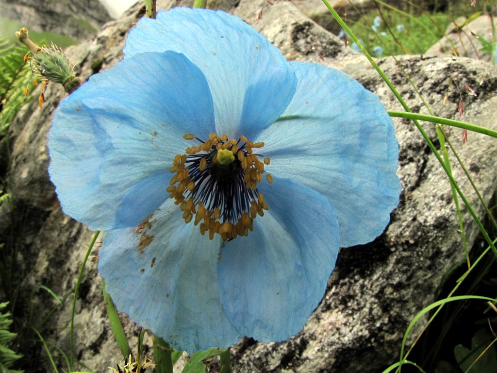 Himalayan Blue Poppy Image : Abhay Ghanekar