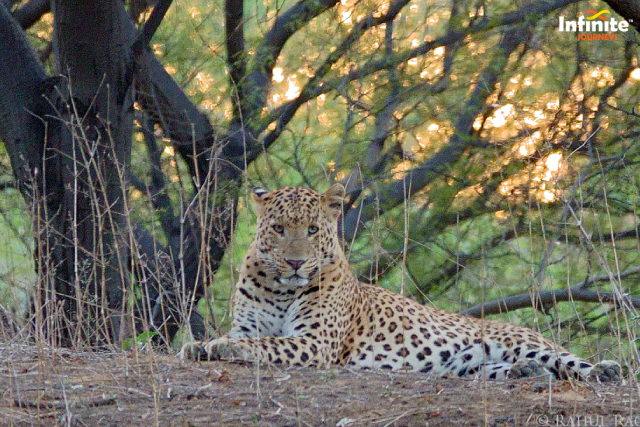 Spot Leopards in the Wild at Jhalana Leopard Safari