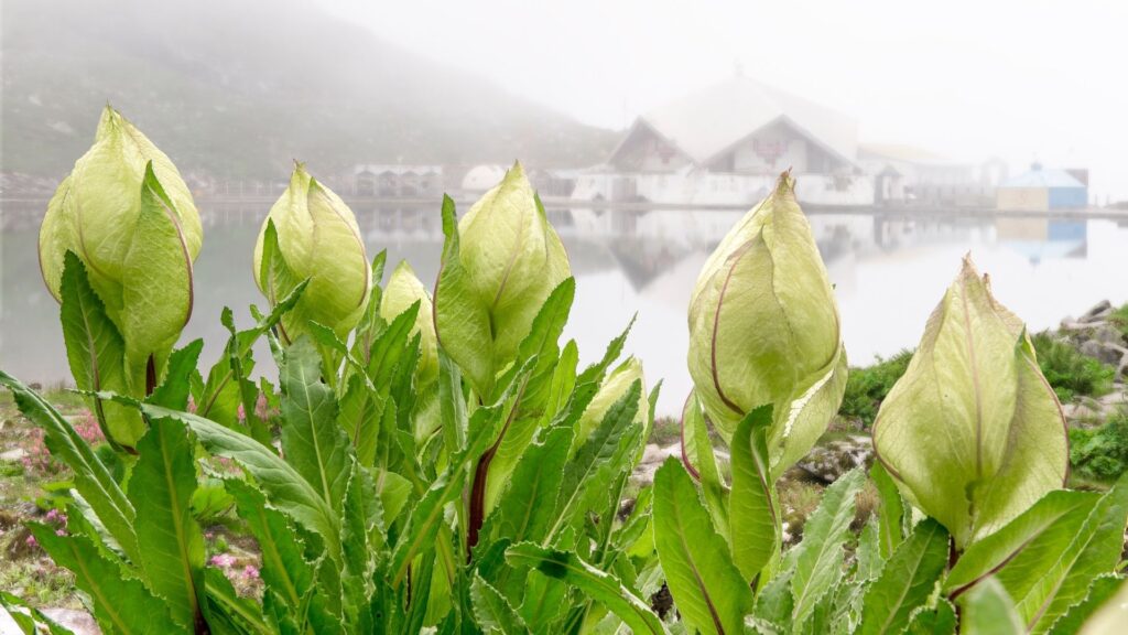 The sacred Brahma Kamal blossoms silently by Hemkund Sahib—nature’s tribute at one of India’s highest places of worship. (Picture Courtesy: Canva)