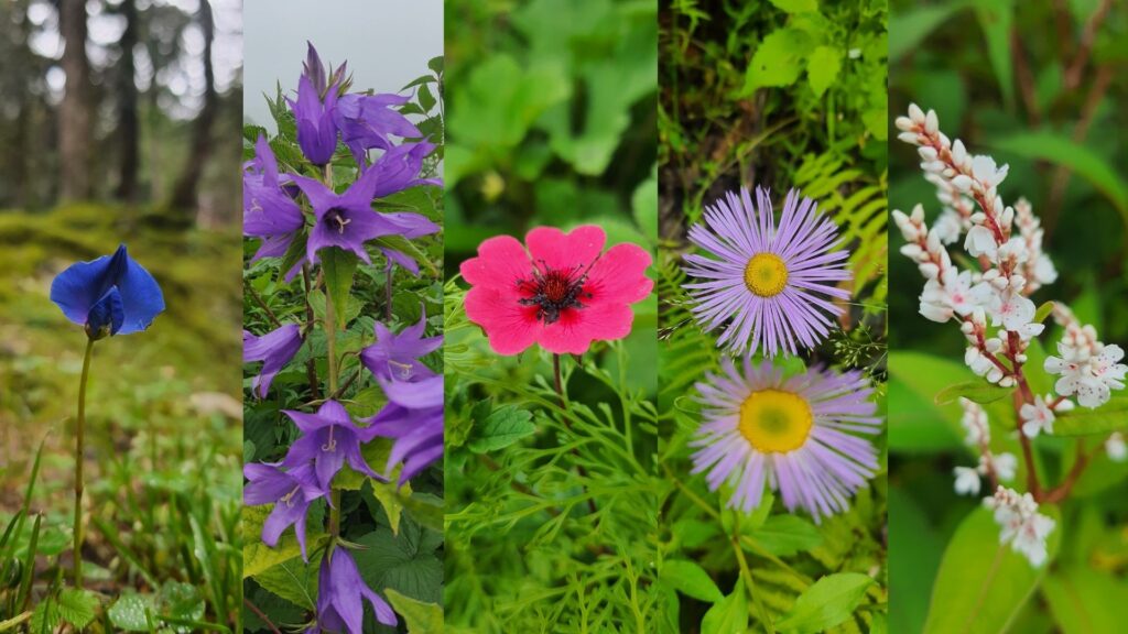 A colourful glimpse into the Valley of Flowers—where every step introduces you to a new blossom in nature’s mountain garden