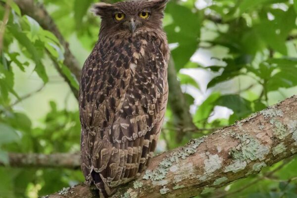 Satpura Slow Safari Experience – Premium Wildlife & Nature Retreat