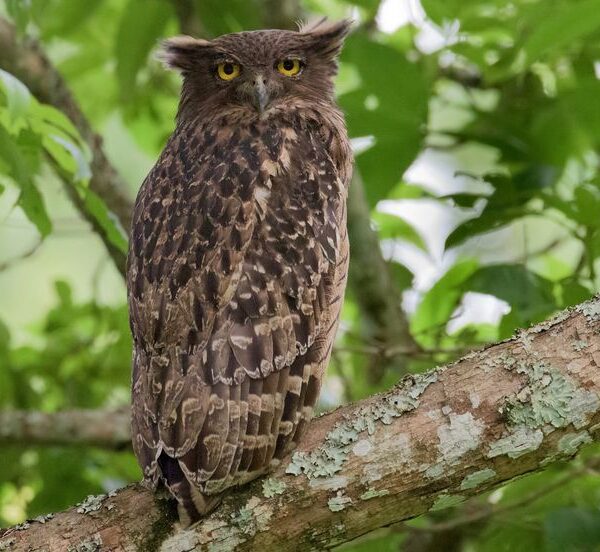 Satpura Slow Safari Experience – Premium Wildlife & Nature Retreat