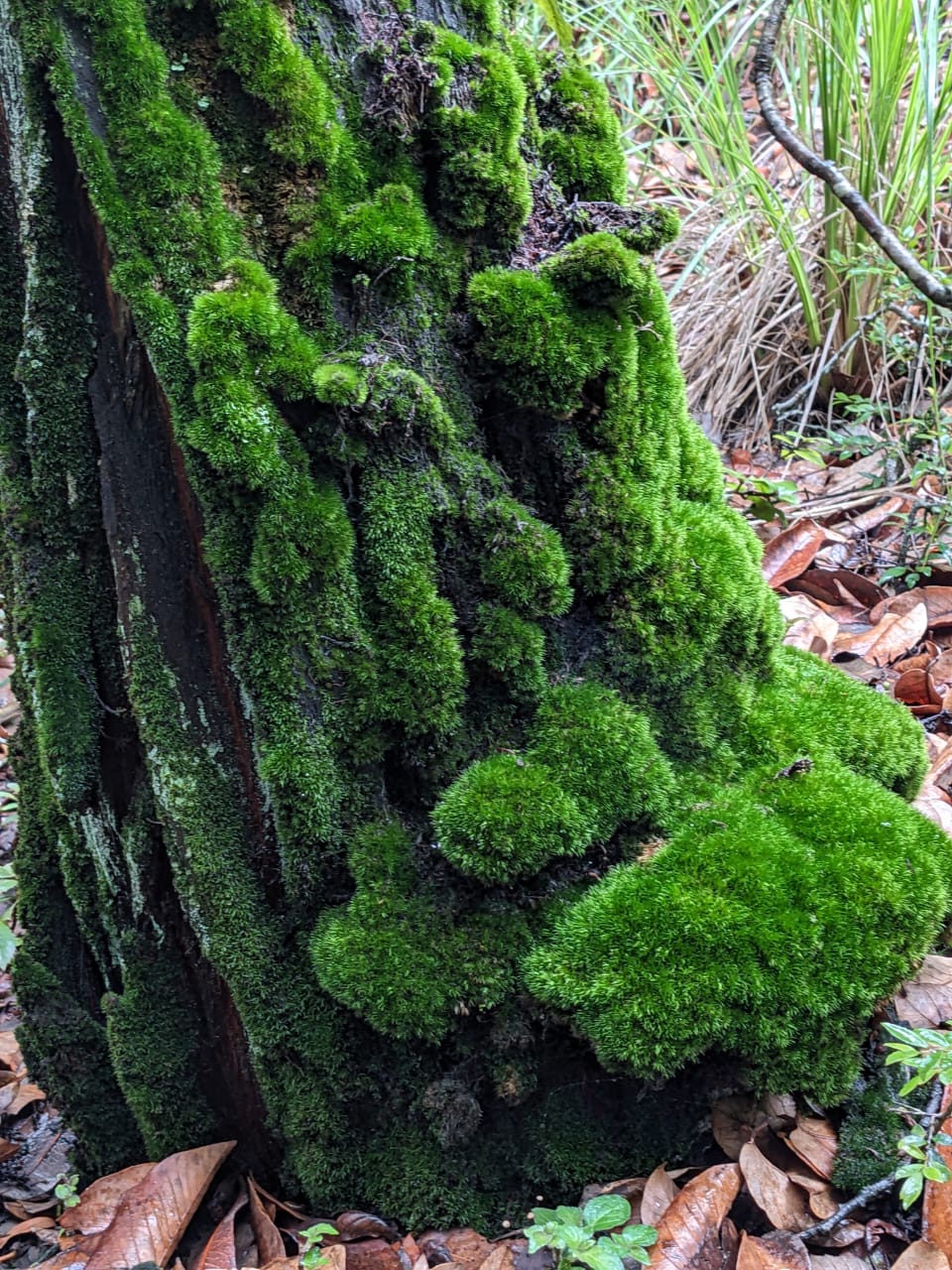 A green hush beneath the canopy where the forest begins again