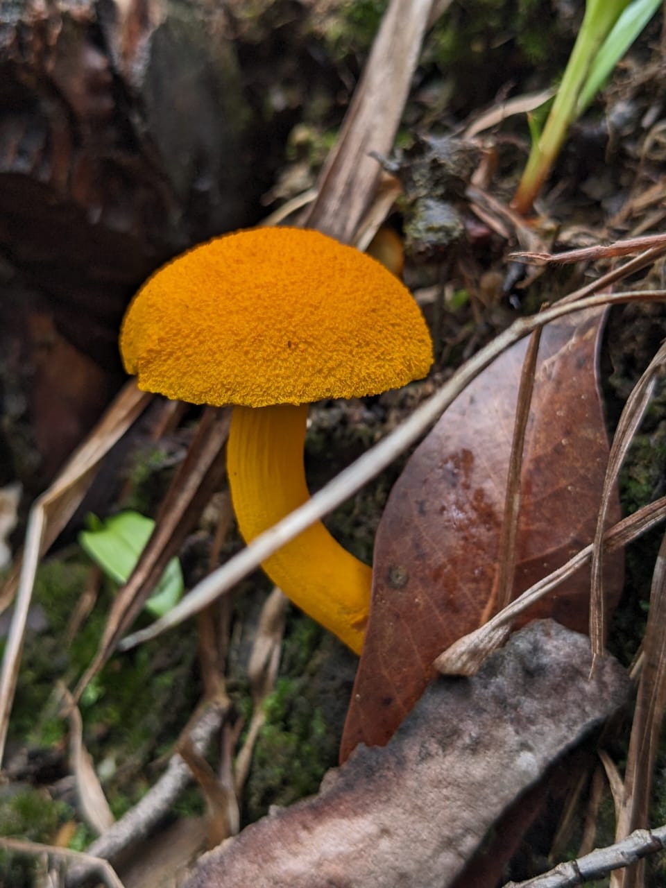 A golden whisper from the forest floor monsoon’s fleeting magic in bloom