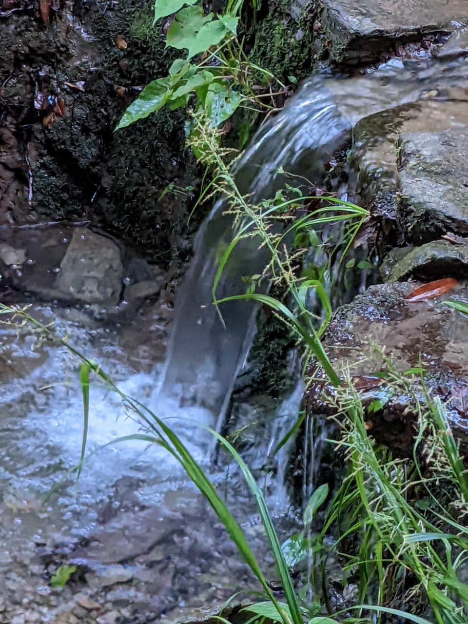 Born of rain and silence the forest breathes through this fleeting stream