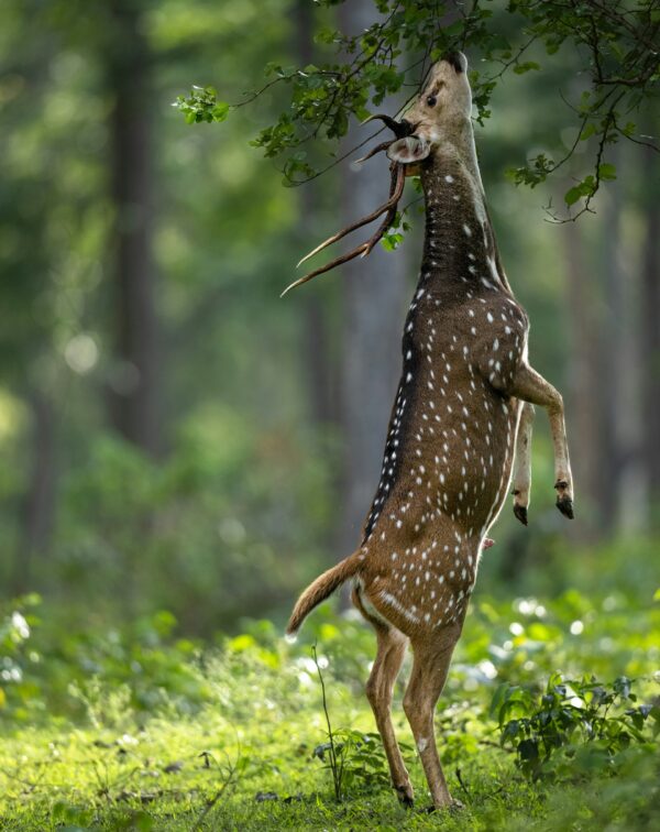 From Rock-Cut Kingdoms to Wild Highlands: Karnataka Grand Heritage Journey