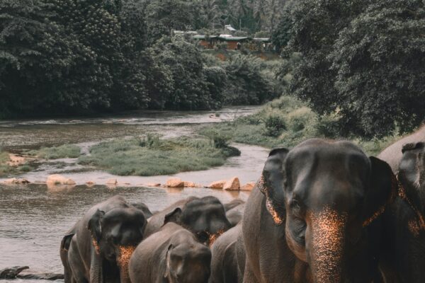 Epic Sri Lanka – A Land of Legends and Landscapes