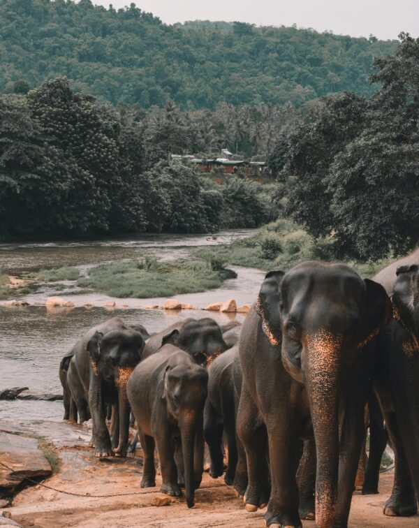 Epic Sri Lanka – A Land of Legends and Landscapes