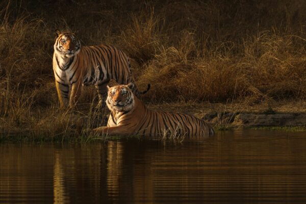 Central India Tiger Circuit – Bandhavgarh & Kanha Wildlife Safari