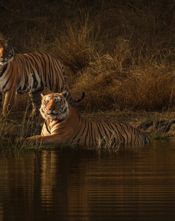 Central India Tiger Circuit – Bandhavgarh & Kanha Wildlife Safari