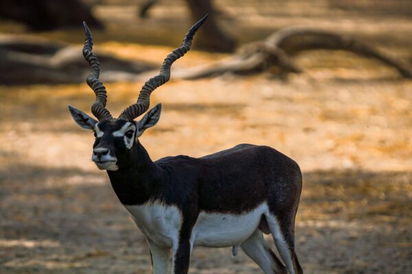 Gujarat Wilderness & Indus Heritage Trail