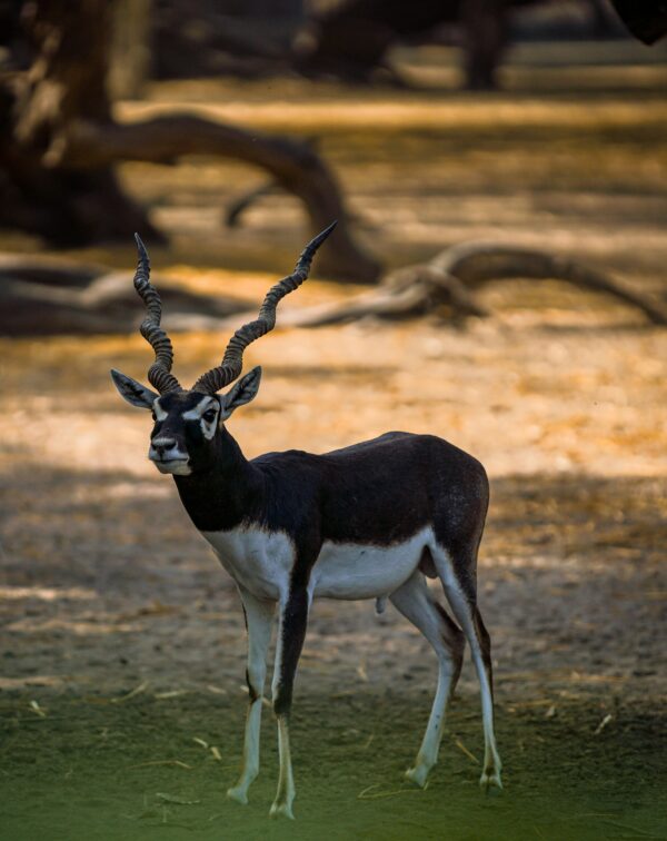 Gujarat Wilderness & Indus Heritage Trail