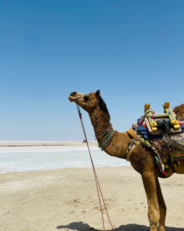 Wild Trails & White Desert Luxury – Gujarat Safari with Rann Utsav Experience