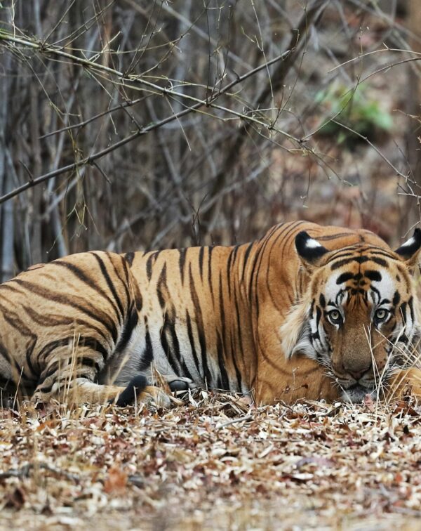 Grand MP Explorer – Wildlife & Heritage Expedition