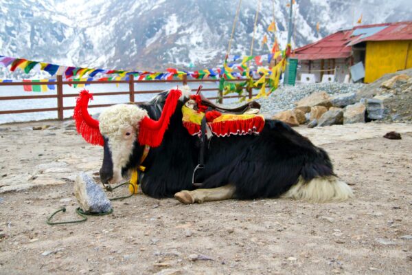 Sikkim & Darjeeling Grand Explorer