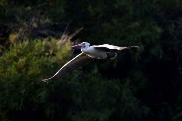 Royal Mysore & Wild Kabini: Heritage to Jungle Escape