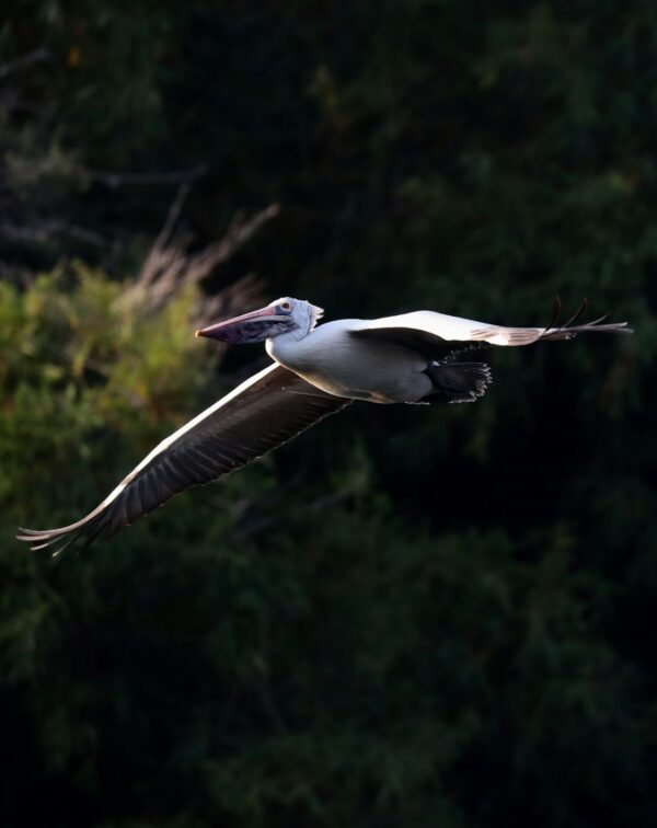 Royal Mysore & Wild Kabini: Heritage to Jungle Escape