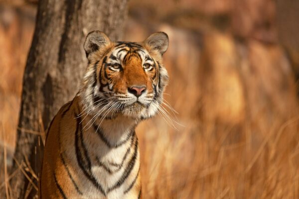 Royal Trails & Tiger Tales: Jaipur & Ranthambore Escape