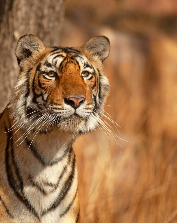Royal Trails & Tiger Tales: Jaipur & Ranthambore Escape
