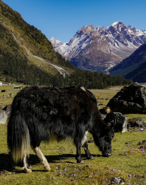 North Sikkim Explorer