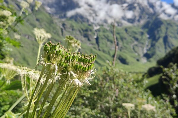 Valley of Flowers Trek