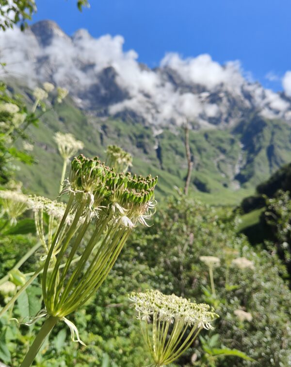 Valley of Flowers Trek