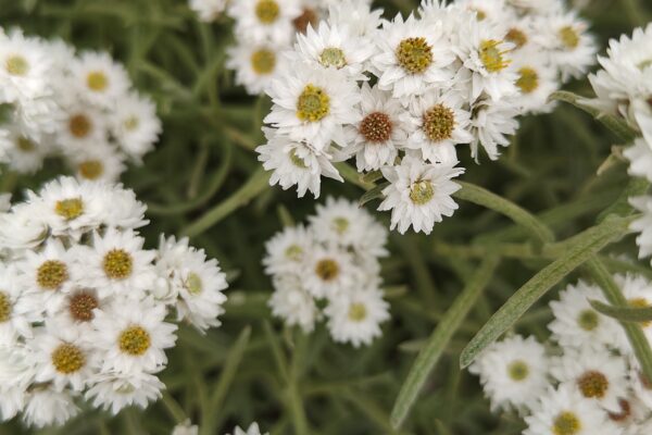 Valley of Flowers Trek