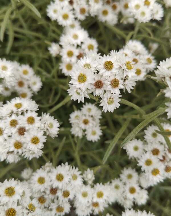 Valley of Flowers Trek