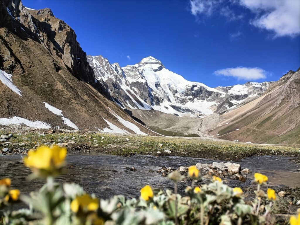 Close-up of small yellow flowers in the foreground with a stream and a massive snow peak in the blurred background.