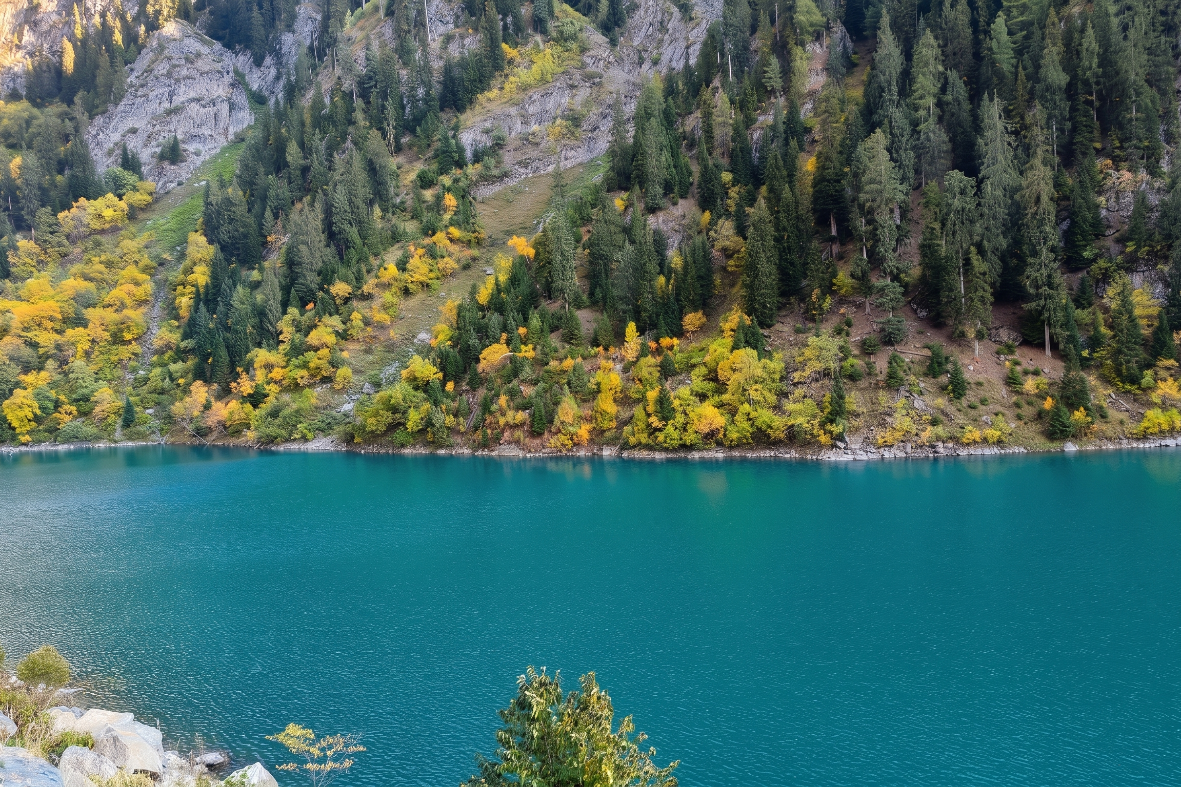 The vibrant turquoise waters of the Kishanganga River enroute to Gurez Valley, bordered by a steep mountain slope covered in dense green pine trees and golden autumn foliage.